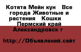 Котята Мейн кун - Все города Животные и растения » Кошки   . Пермский край,Александровск г.
